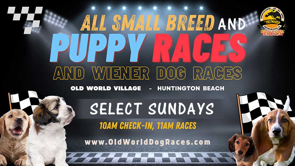 Small Breed, Puppy dog races at Biergarten Huntington Beach